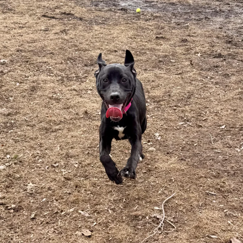 Stella Rose thumbnail 5