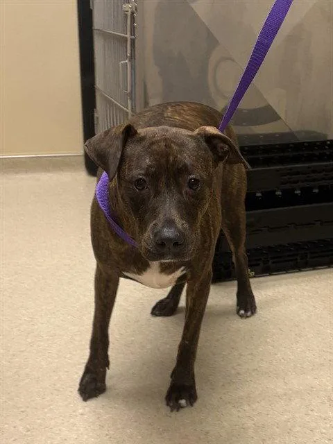 An adult medium-sized female Plott Hound dog named Millie for adoption in Clyde, NC