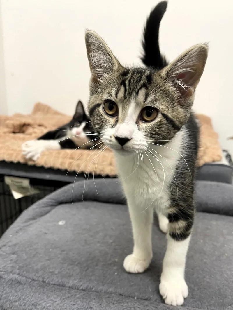 A baby medium-sized female Domestic Short Hair cat named Snuffleupagus for adoption in Rochester, NY