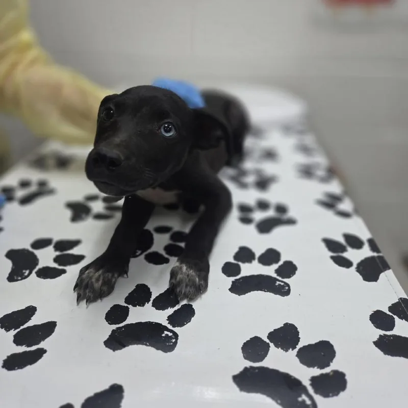 A baby medium-sized female Black Shepherd dog named Run for adoption in Incline Village, NV
