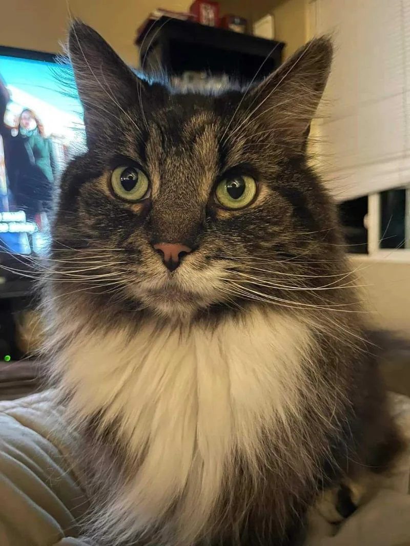 A senior medium-sized female Maine Coon cat named Luna for adoption in Peterborough, NH
