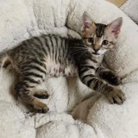 A baby small-sized male Black Domestic Short Hair cat named Jive for adoption in Houston, TX