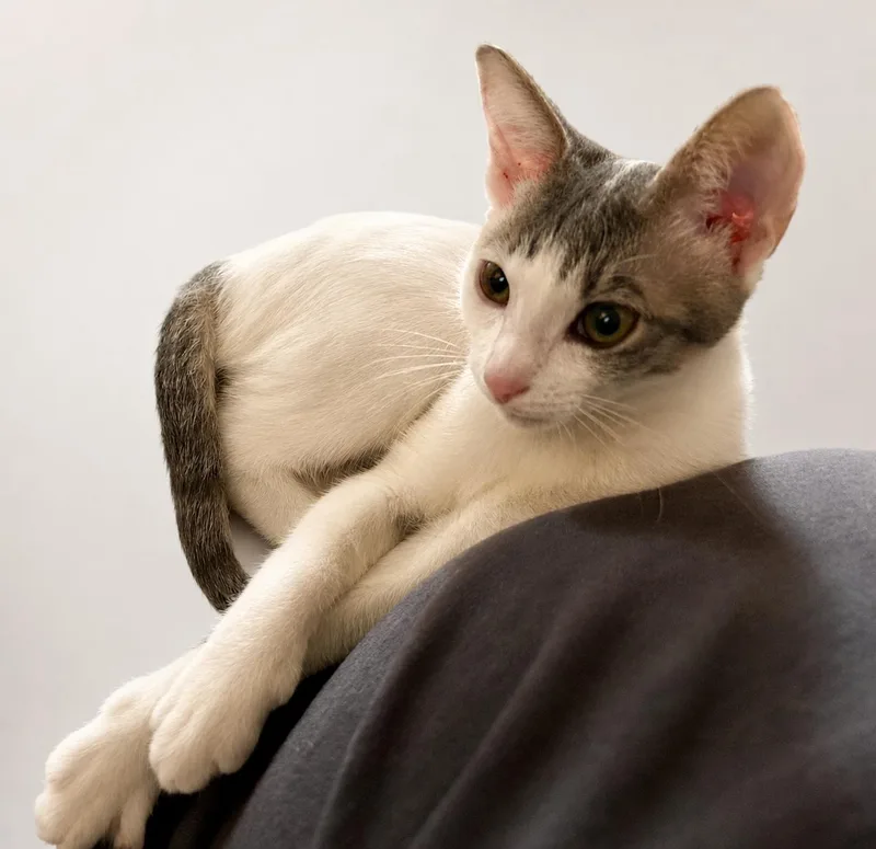 A baby medium-sized female Tabby (Gray / Blue / Silver) Domestic Short Hair cat named Bristol for adoption in Houston, TX