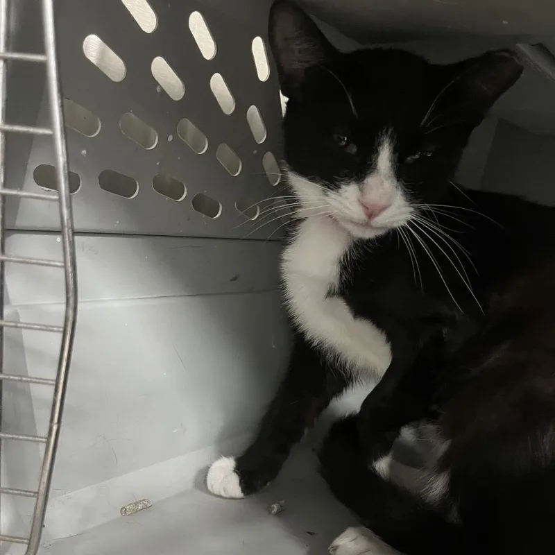 A young medium-sized female Black Domestic Short Hair cat named India for adoption in Lakeland, FL