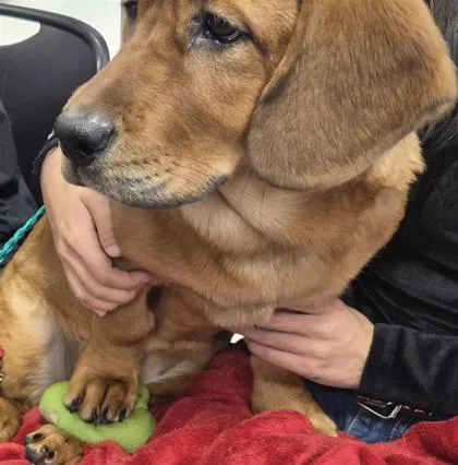 A baby medium-sized female Golden Retriever dog named 61762324 for adoption in El Paso, TX