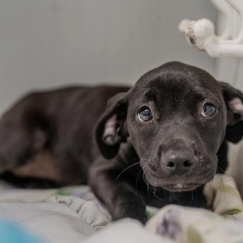 Jellybean thumbnail 6