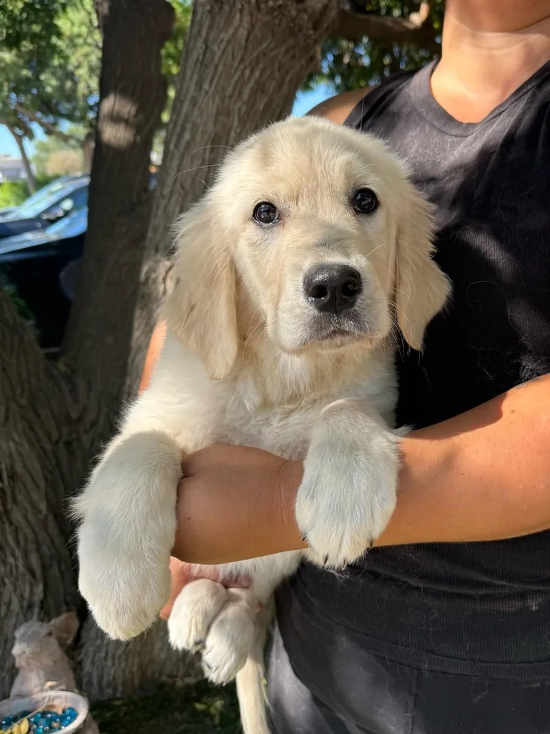 A young medium-sized male White / Cream Golden Retriever dog named Wrigley for adoption in Temecula, CA