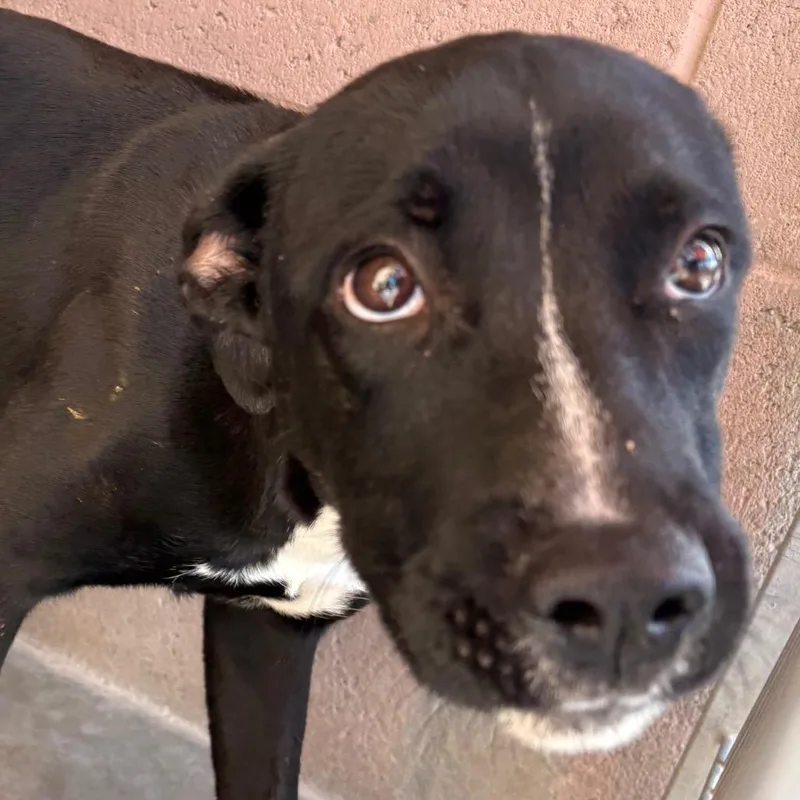 A young medium-sized female Labrador Retriever dog named Butter for adoption in Yuma, AZ
