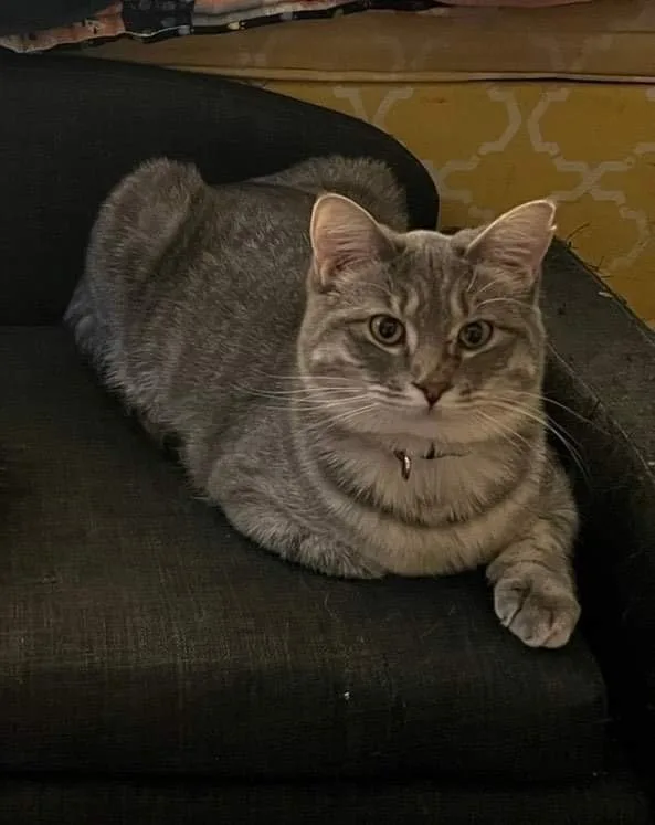 Gertrude thumbnail 2