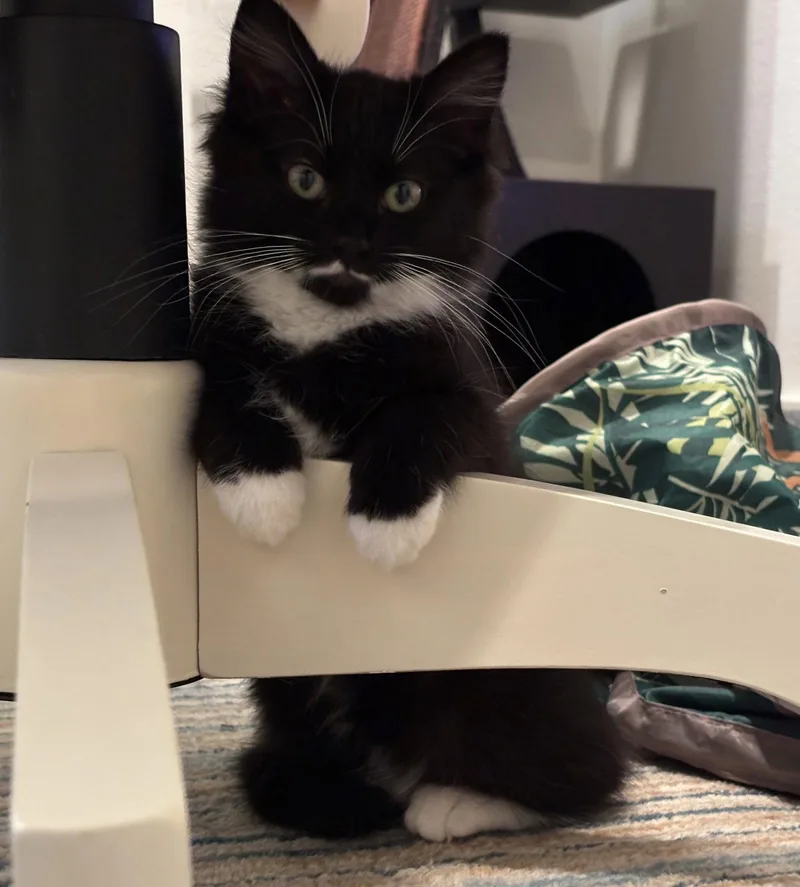 A baby medium-sized female Black & White / Tuxedo Tuxedo cat named Bea for adoption in Garland, TX