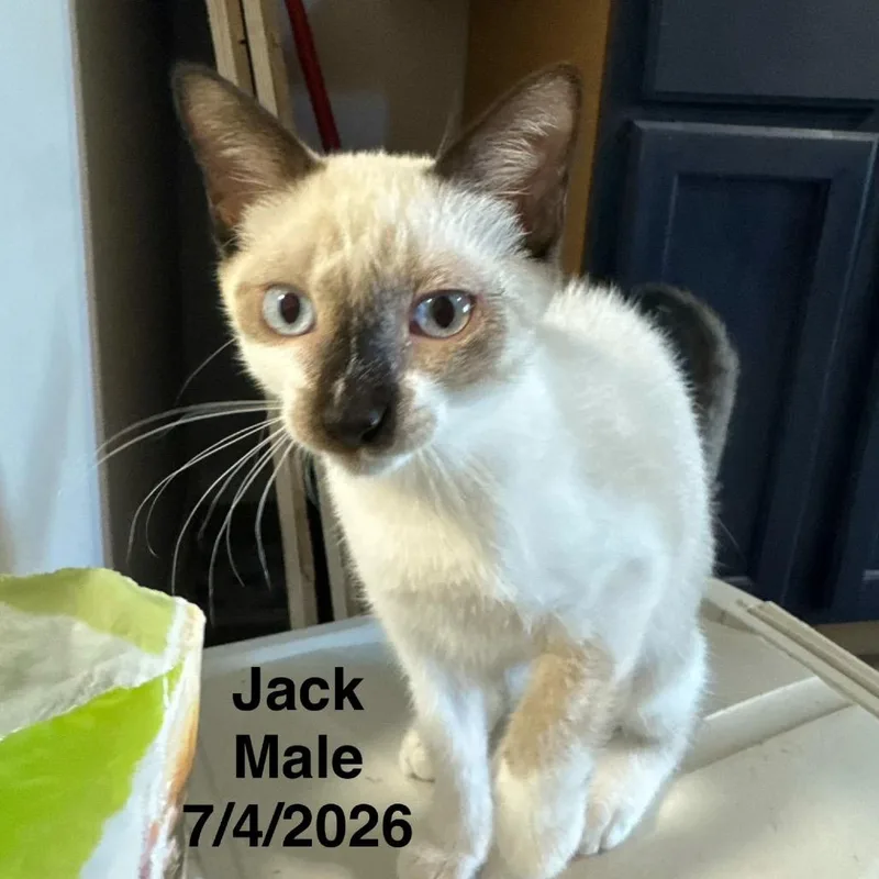 A baby small-sized male Cream / Ivory Snowshoe cat named Jack for adoption in League City, TX