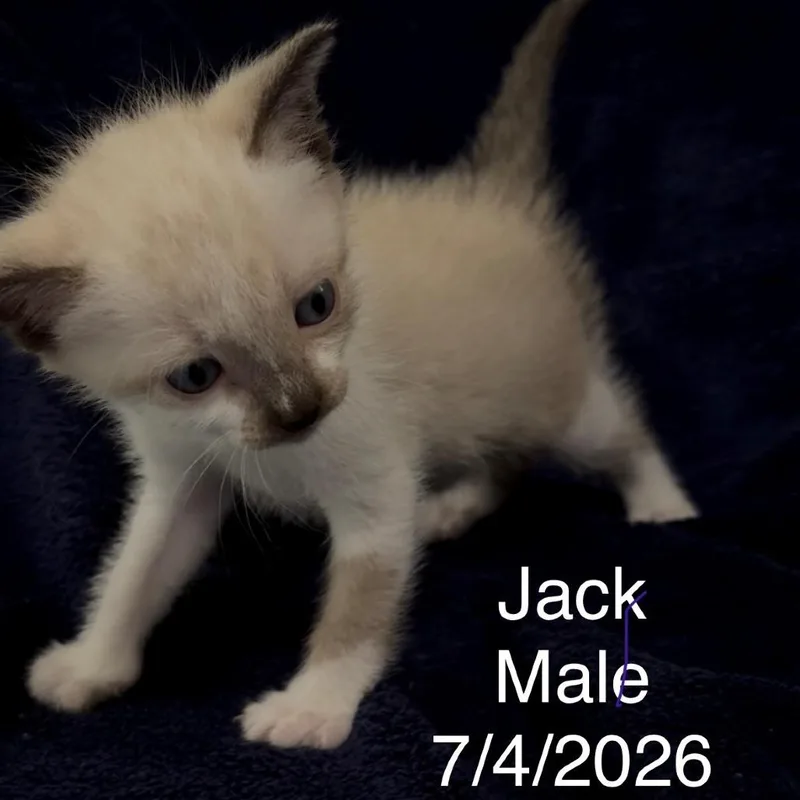 Jack thumbnail 2