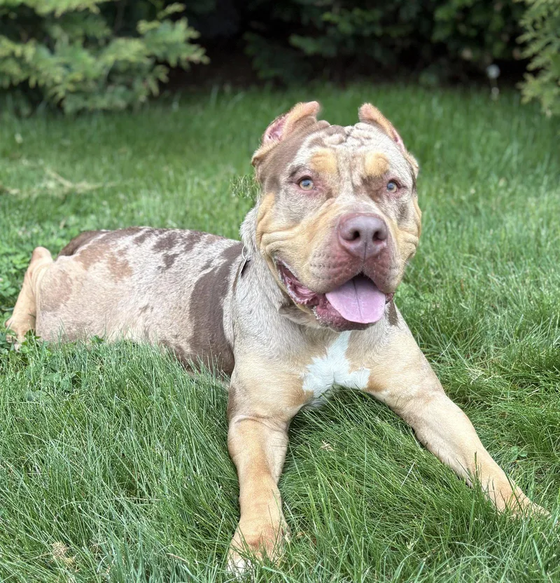 An adult medium-sized female American Bulldog dog named Ivy for adoption in Spring Lake, NJ