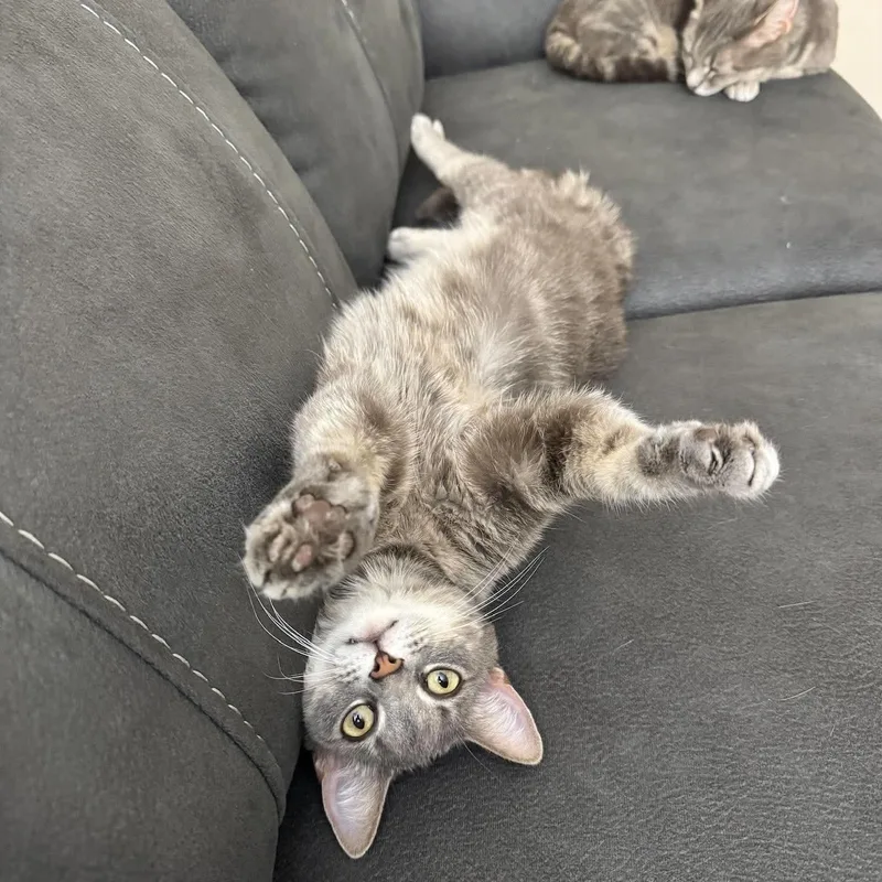 An adult medium-sized female Tabby (Gray / Blue / Silver) Tabby cat named Luna for adoption in Fairborn, OH