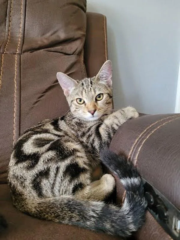 A baby small-sized male Domestic Short Hair cat named Spiderman for adoption in Bonsall, CA