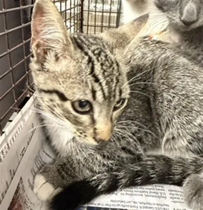 A baby small-sized female Domestic Short Hair cat named Yuki for adoption in Van Nuys, CA