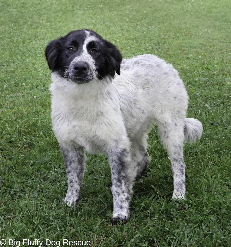 A baby large-sized female Black Great Pyrenees dog named Helena for adoption in Nashville, TN