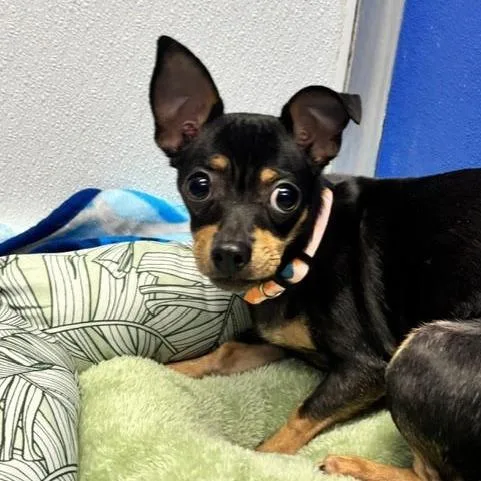 An adult small-sized female Chihuahua dog named Nala for adoption in Springboro, OH