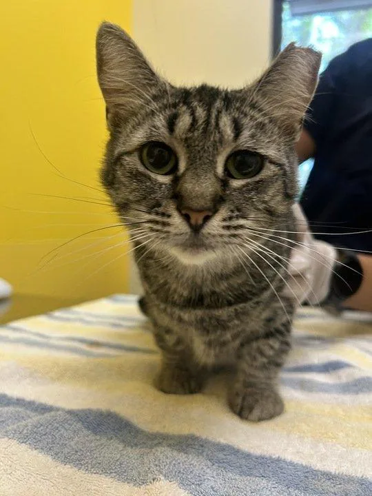 Stella