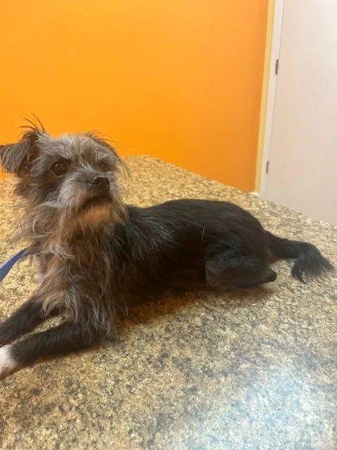 An adult small-sized female Cairn Terrier dog named Zyri for adoption in Manchester, TN