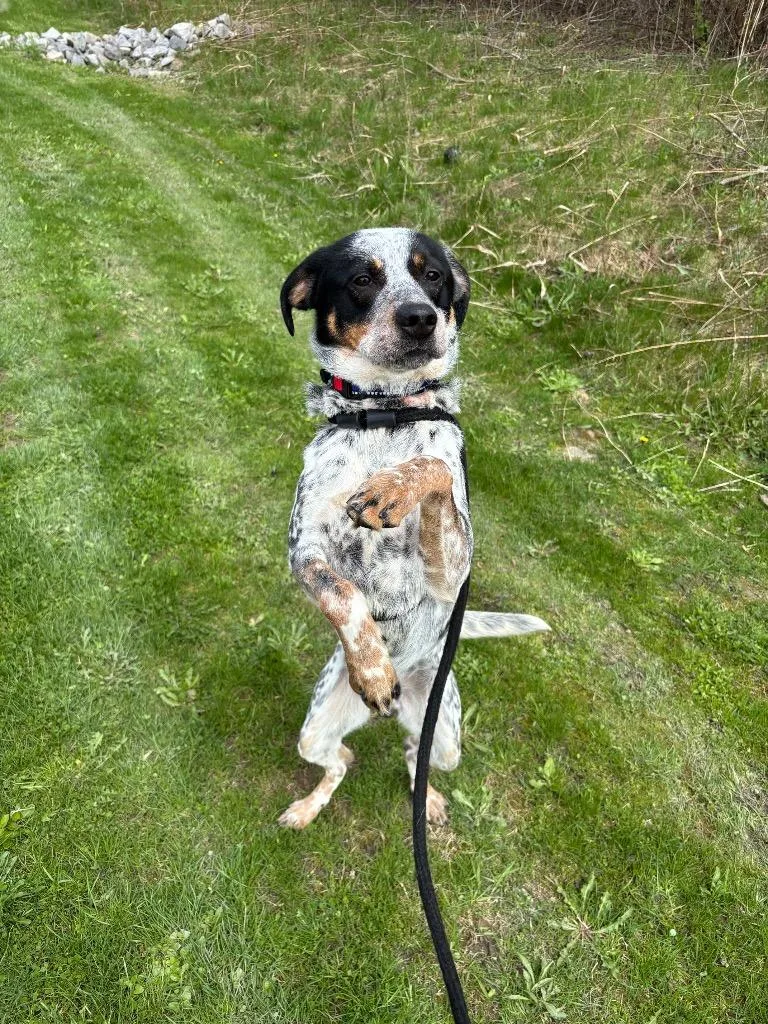 Scout