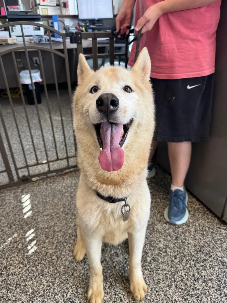 A young large-sized male Husky dog named Nico for adoption in Columbia, TN
