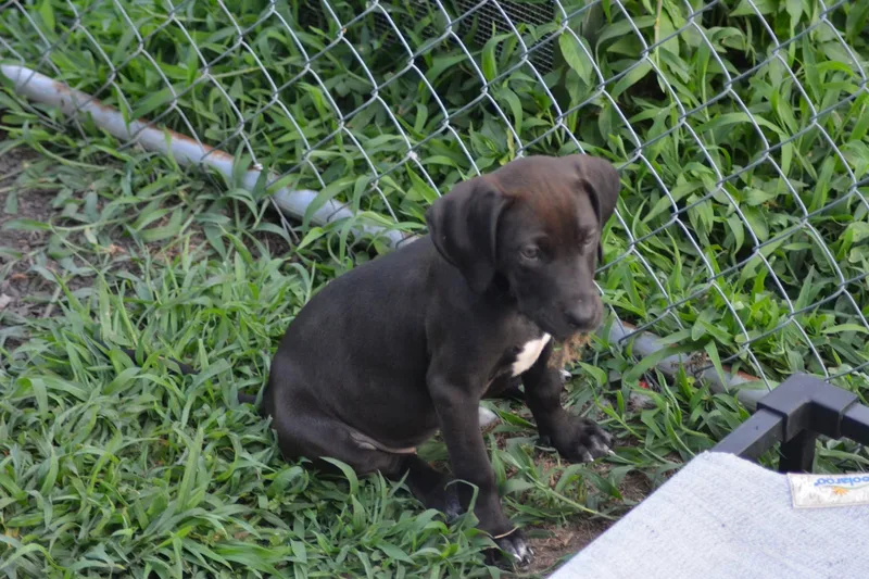 A baby large-sized female Labrador Retriever dog named Michigan for adoption in Hayes, VA