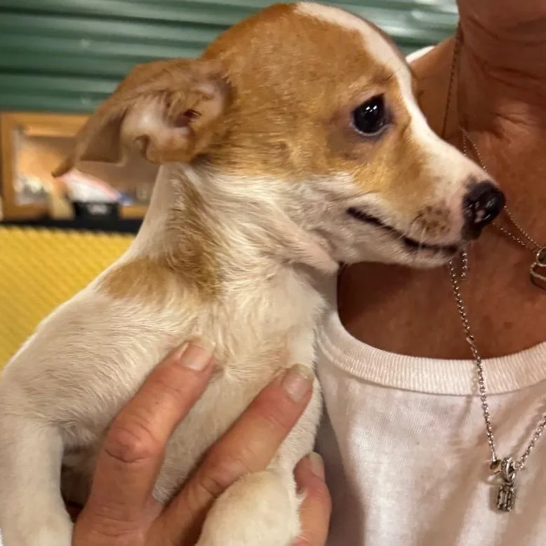 A baby small-sized male White / Cream Terrier dog named Ziggy for adoption in Indiantown, FL