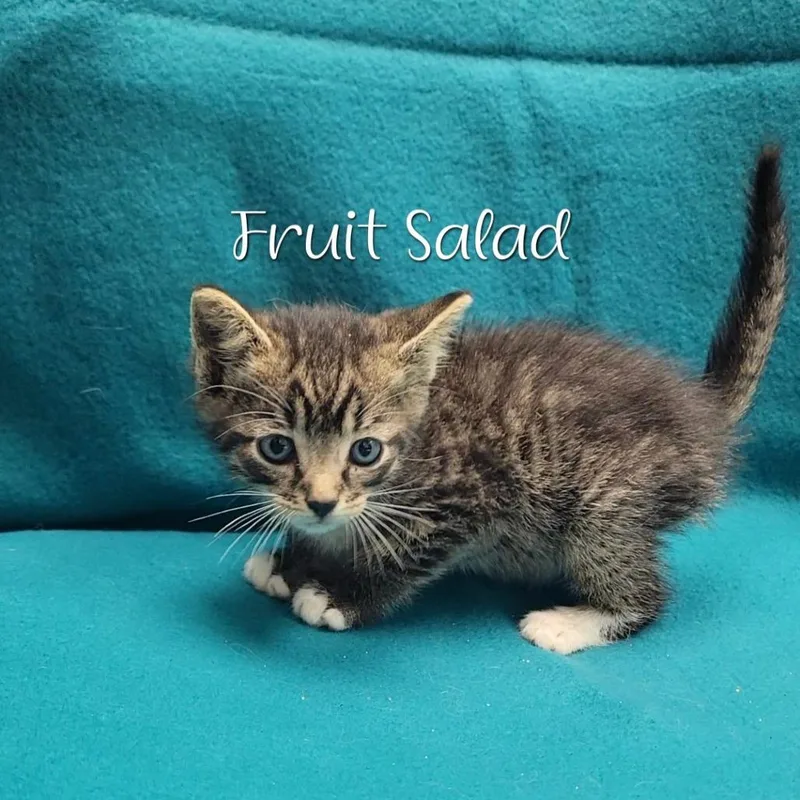 A baby small-sized male Brown / Chocolate Domestic Short Hair cat named Fruit Salad for adoption in Parkersburg, WV