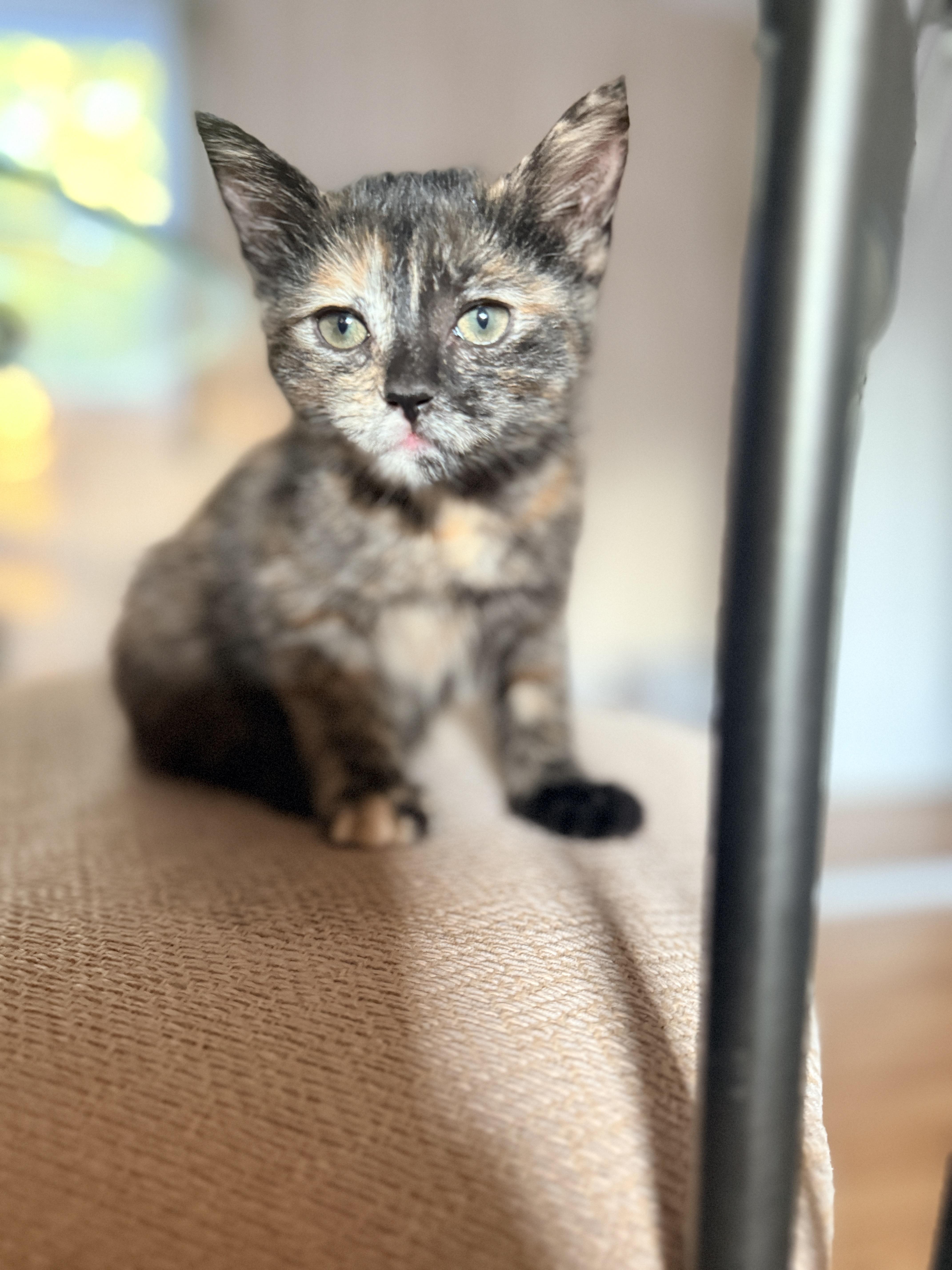 A baby medium-sized female Torbie Domestic Short Hair cat named Ciara for adoption in Columbia, MD