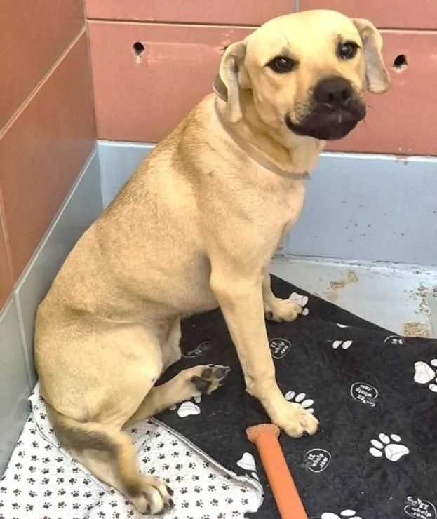 A young medium-sized male Staffordshire Bull Terrier dog named Terrance for adoption in Houston, TX
