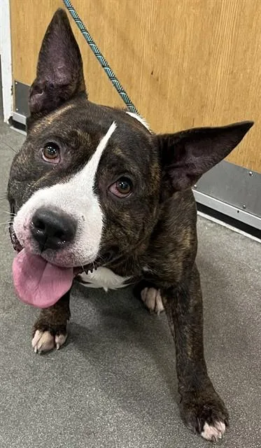An adult medium-sized male Pit Bull Terrier dog named Crush for adoption in Upper Marlboro, MD