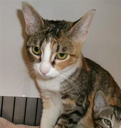 An adult small-sized female Domestic Short Hair cat named Margarita for adoption in Van Nuys, CA