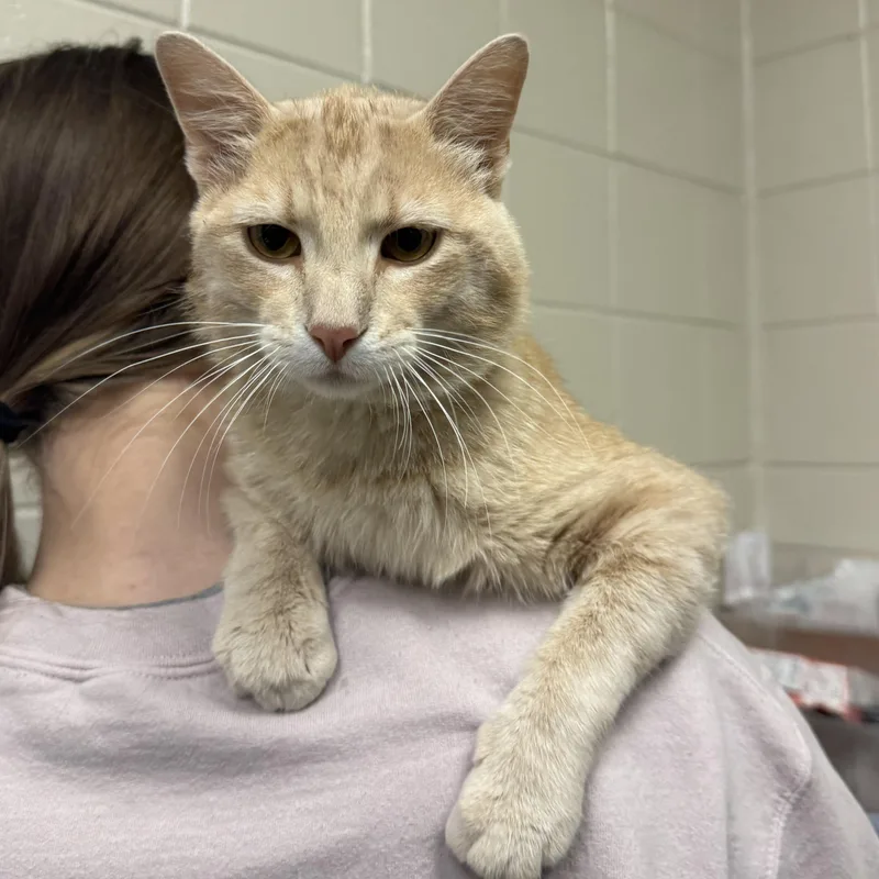 An adult medium-sized male Domestic Short Hair cat named Clementine for adoption in Kearney, NE
