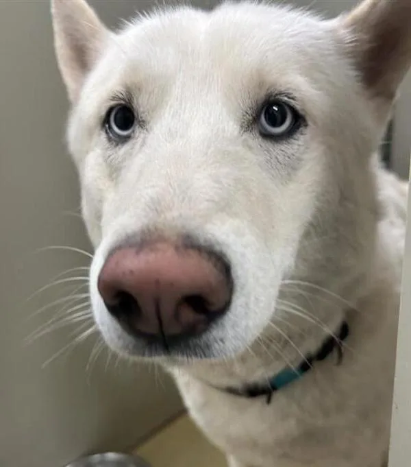 An adult medium-sized male Siberian Husky dog named Mookie for adoption in Escondido, CA