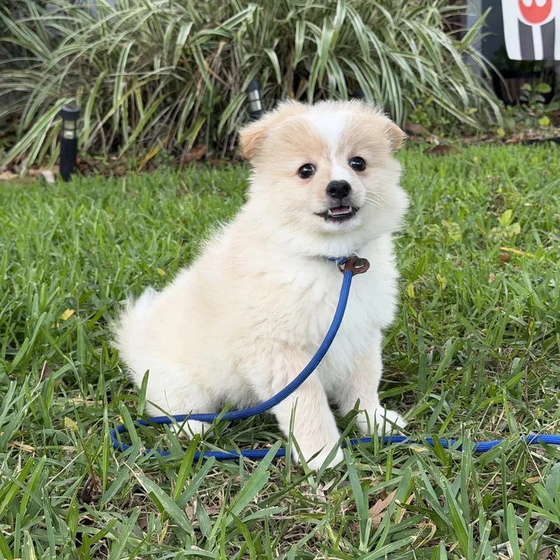 A young small-sized male Pomeranian dog named Astro for adoption in Orlando, FL