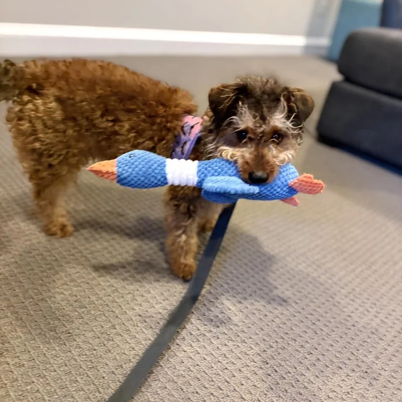 A young small-sized male Brown / Chocolate Poodle dog named Lynx for adoption in Rockville, MD