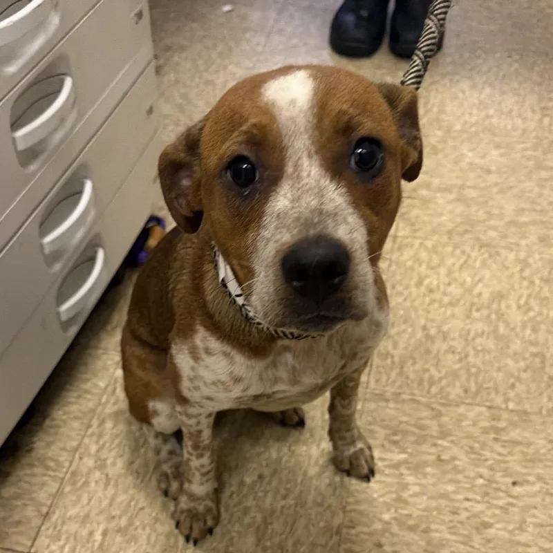 A young small-sized female Australian Cattle Dog / Blue Heeler dog named Helina for adoption in Birmingham, AL