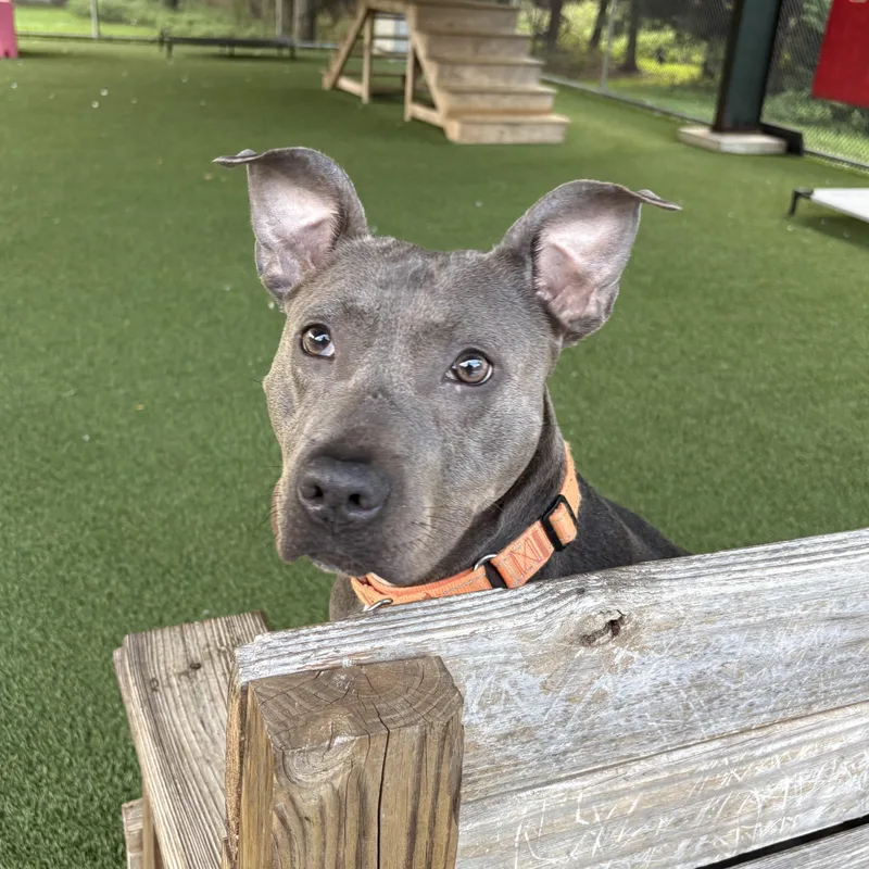 Bella