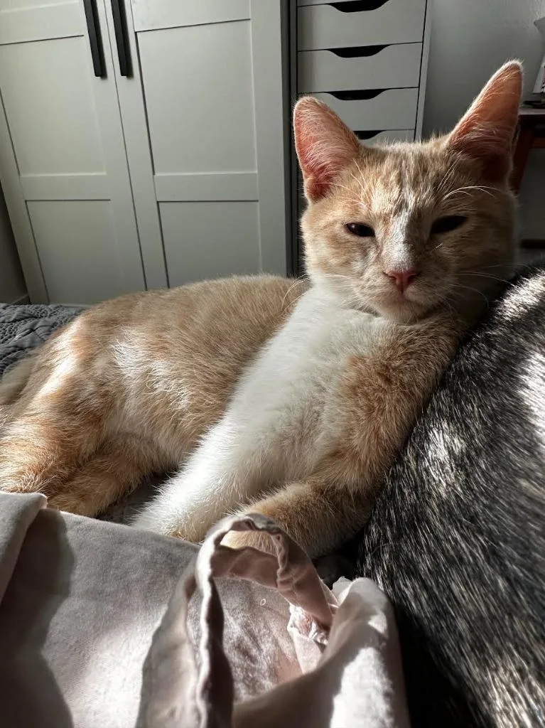 A baby medium-sized male Domestic Short Hair cat named Cinnamon for adoption in Salt Lake City, UT