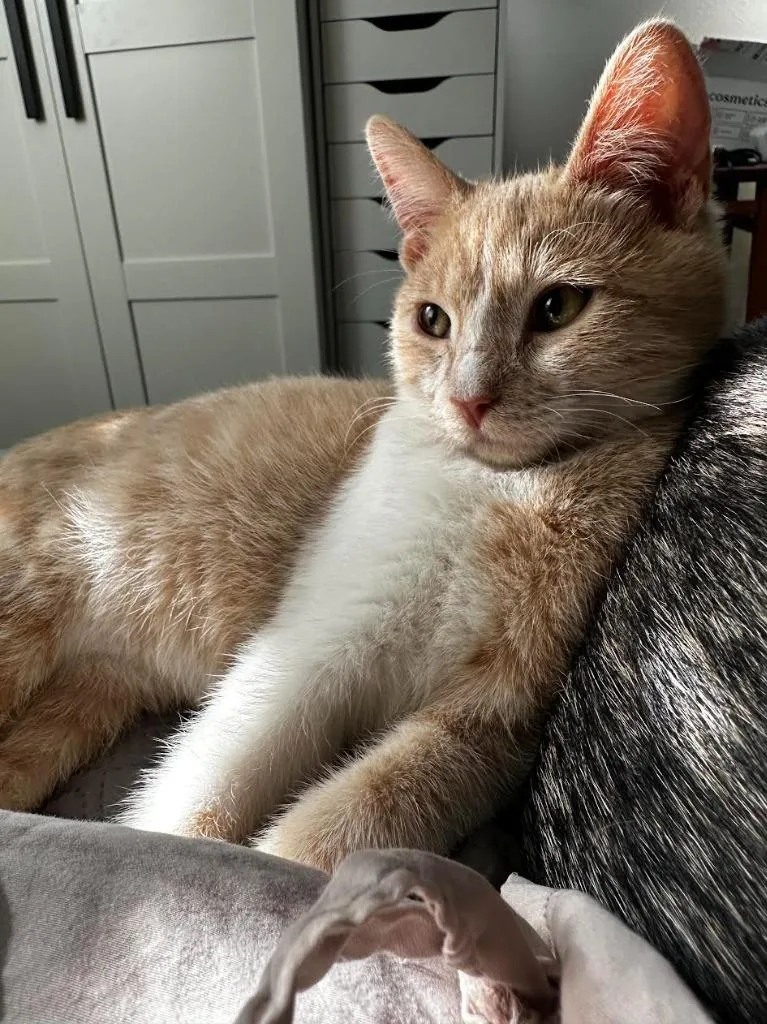 Cinnamon thumbnail 3