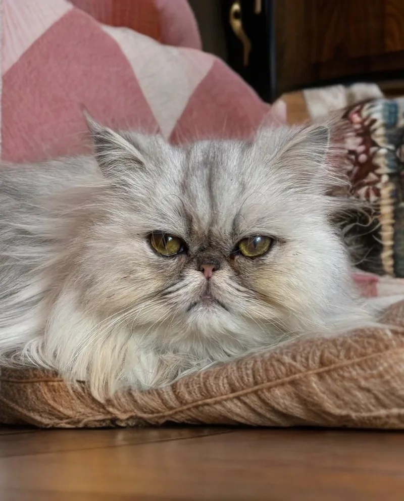 Princess thumbnail 2