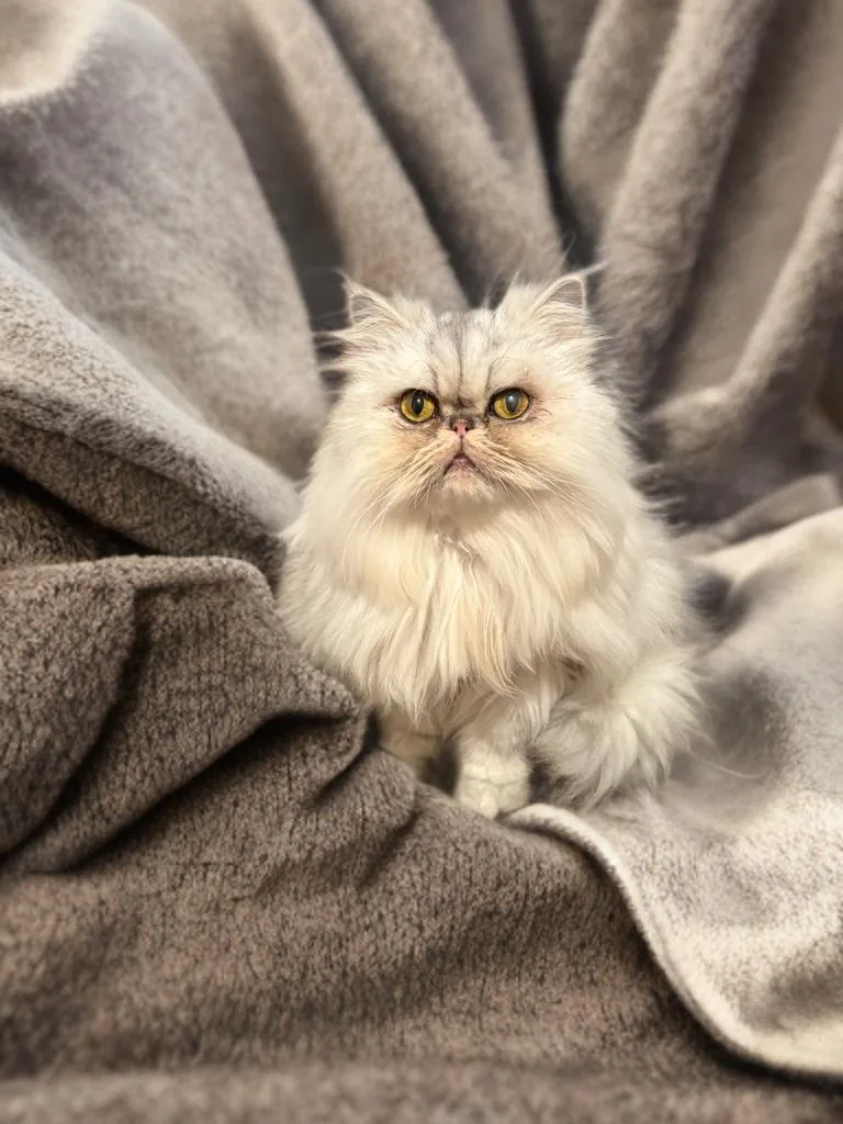 Princess thumbnail 3