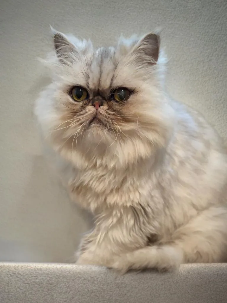 Princess thumbnail 4