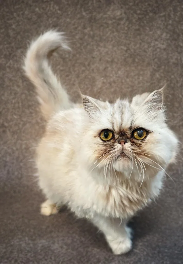 Princess thumbnail 5