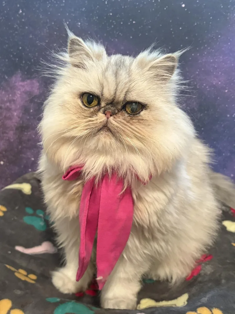 Princess thumbnail 6