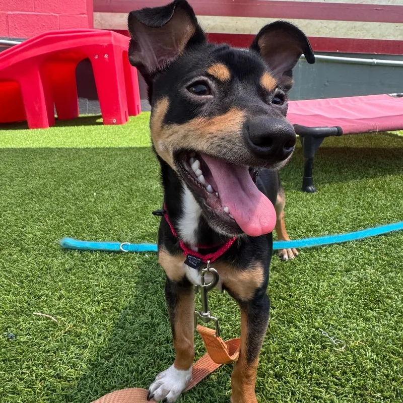A baby small-sized male Black Chihuahua dog named Raphael for adoption in Jupiter, FL