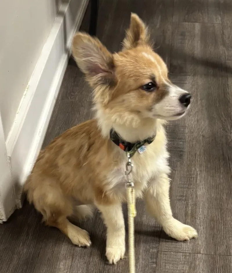 A baby small-sized male Chihuahua dog named Alfie for adoption in New Braunfels, TX
