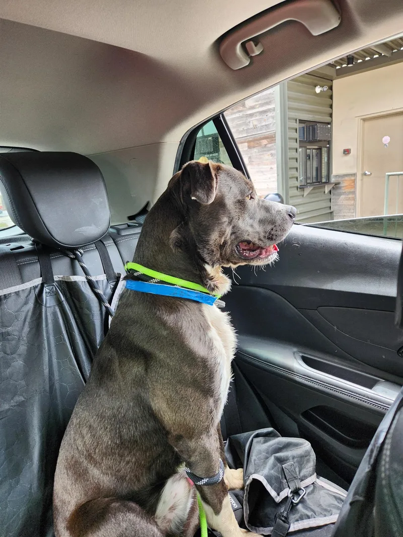 A young medium-sized male Gray / Blue / Silver American Staffordshire Terrier dog named Chuck for adoption in Rancho Palos Verdes, CA