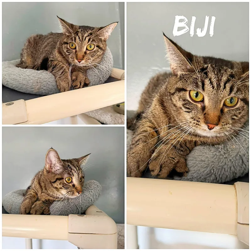 An adult medium-sized female Tabby (Buff / Tan / Fawn) Domestic Short Hair cat named Biji for adoption in Saint James, MO